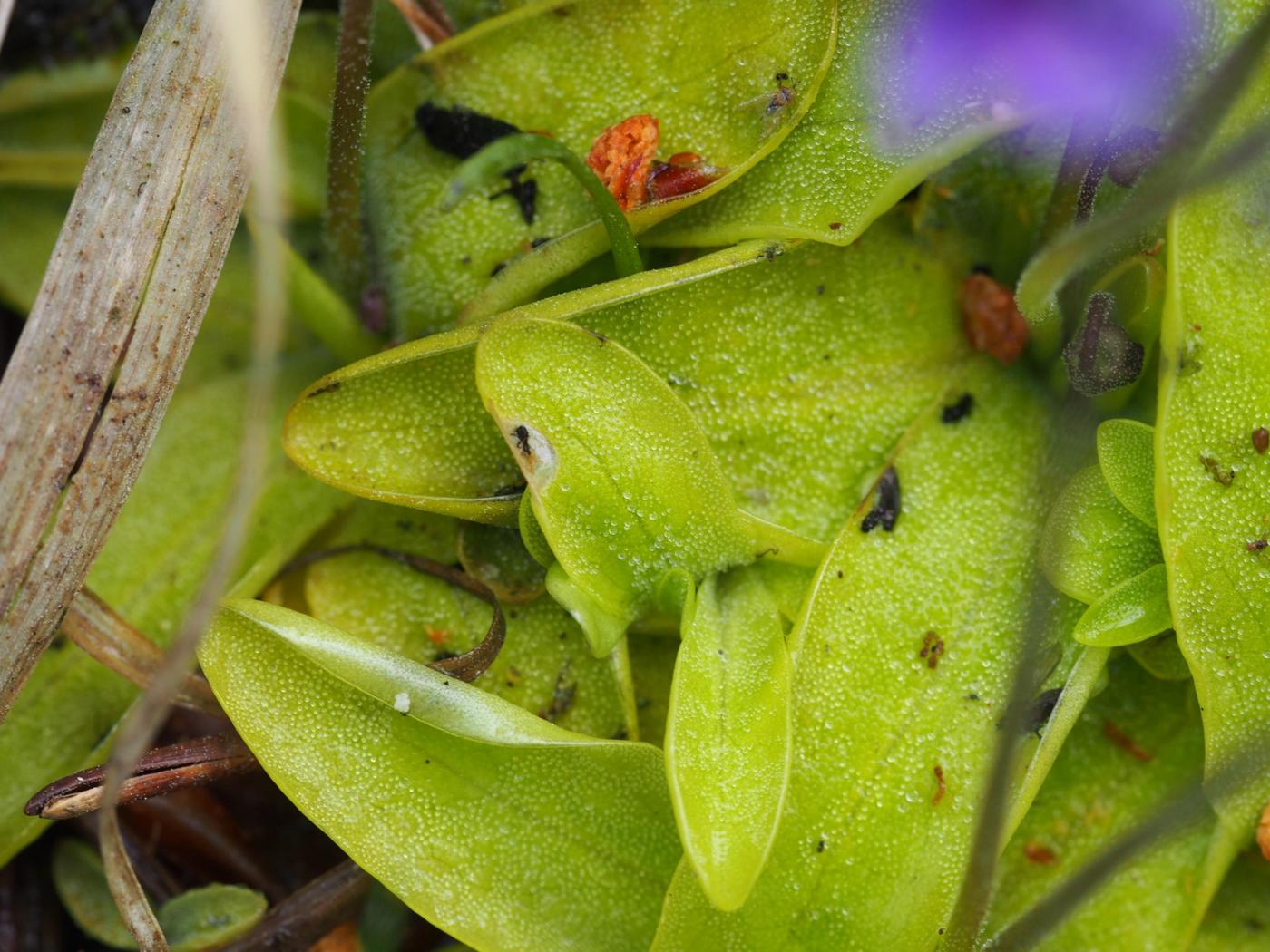 Butterwort, Common leaf